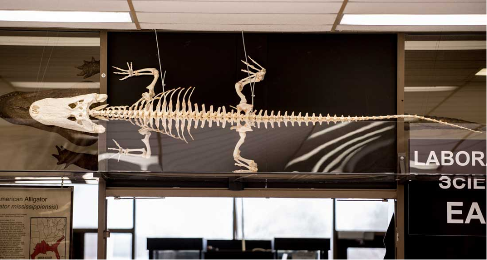 Students Assemble Alligator Skeleton for Educational Display