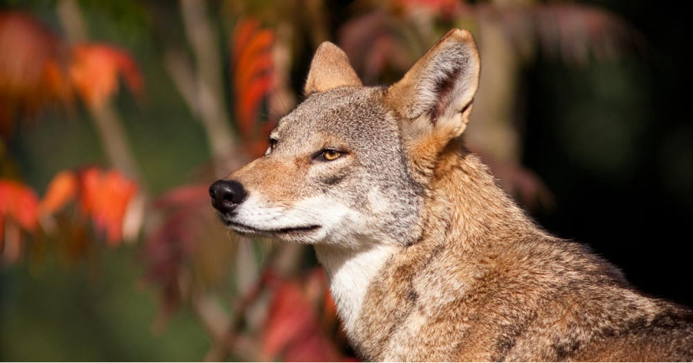 Biological Sciences Students Visit Endangered Wolf Center