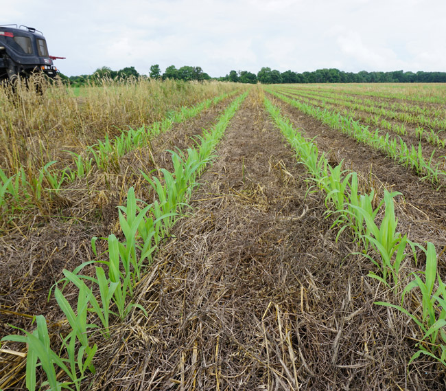 Green Will Study Cover Crop Potential with USDA-NRCS Grant