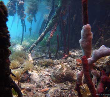 Kays Foundation Grant Awarded for Undersea Research