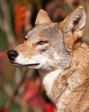 A-State Expands Research, Education Role&nbsp;With Endangered Red Wolves Conservation