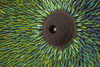Bradbury Art Museum Series Looks at Environment & Nature