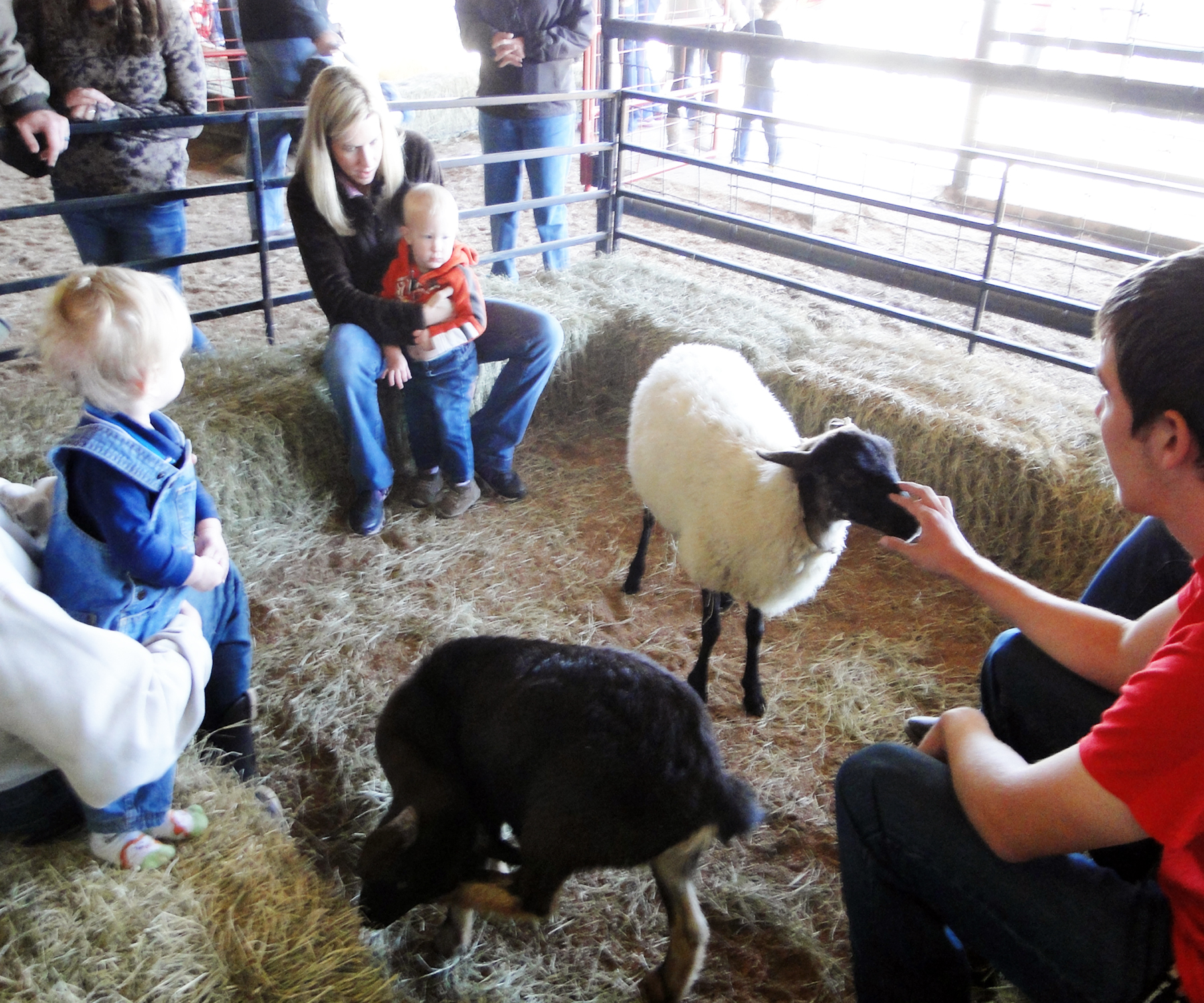 Petting Zoo Sheep Petting Zoo Sheep